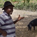 Mr. Limagène explains how for one piglet he can charge around 50 US$ on the market. Grown up pigs earn him between 150 and 300 US$ depending on size.