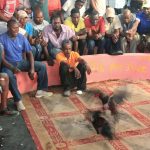 Cock fight, Port-au-Prince. Once a week many men forget about their worries about how to earn a living when visiting one the city’s cockfighting arenas.