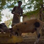 One of the first residents that was able to benefit from the development of the new pig breed was Mrs. Dubois, a mother of 12, whose home is right next to the MPP’s former pig-pens… 