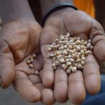 Mrs. Dubois showing some cereal grains.  While she looks after the pigs and keeps the house, her husband is responsible for the cultivation of vegetables and crops on their little piece of land nearby.