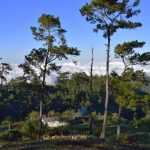 ...in the middle of a beautiful pine forest.  Due to the remoteness of their home the family lives almost entirely from subsistence farming.  Apart from the cultivation of crops and vegetables on nearby fields, the family also owns several pigs.