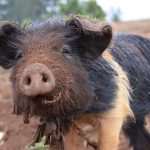 One of Family Jean‘s pigs happily digging for roots and tubers.